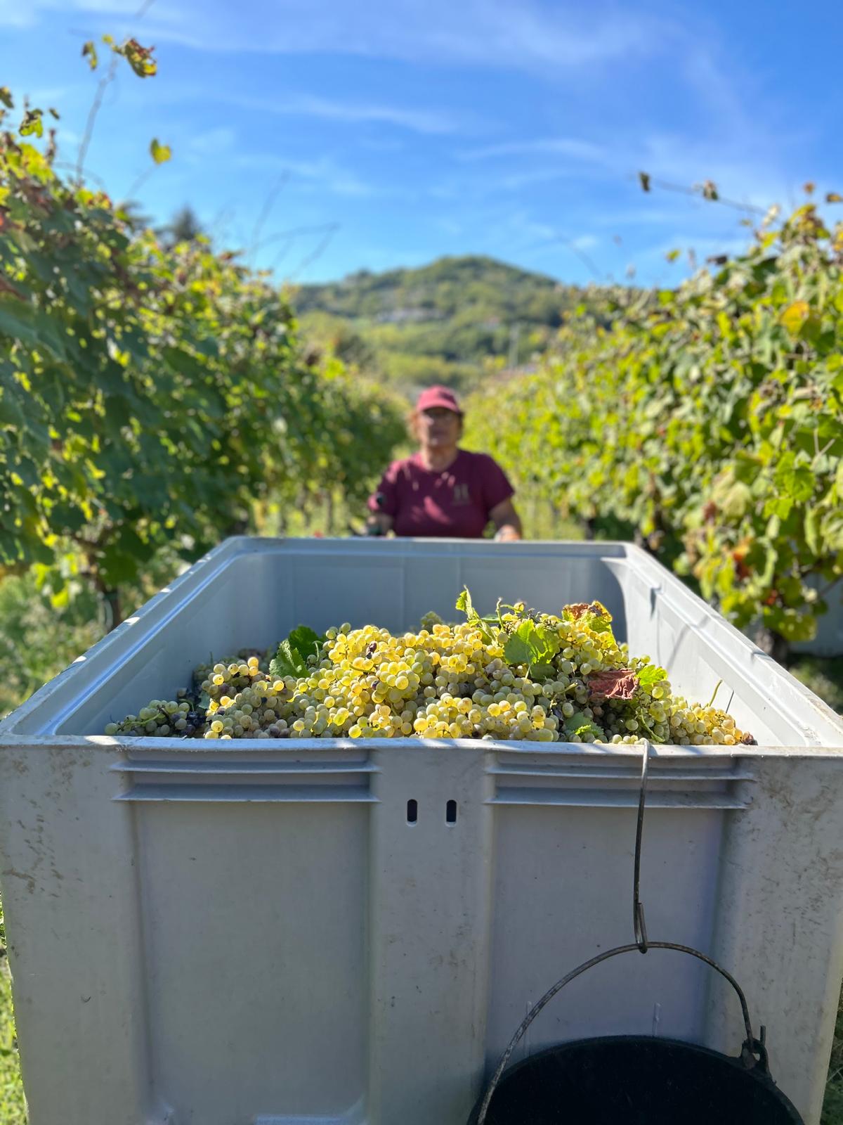 La vendemmia