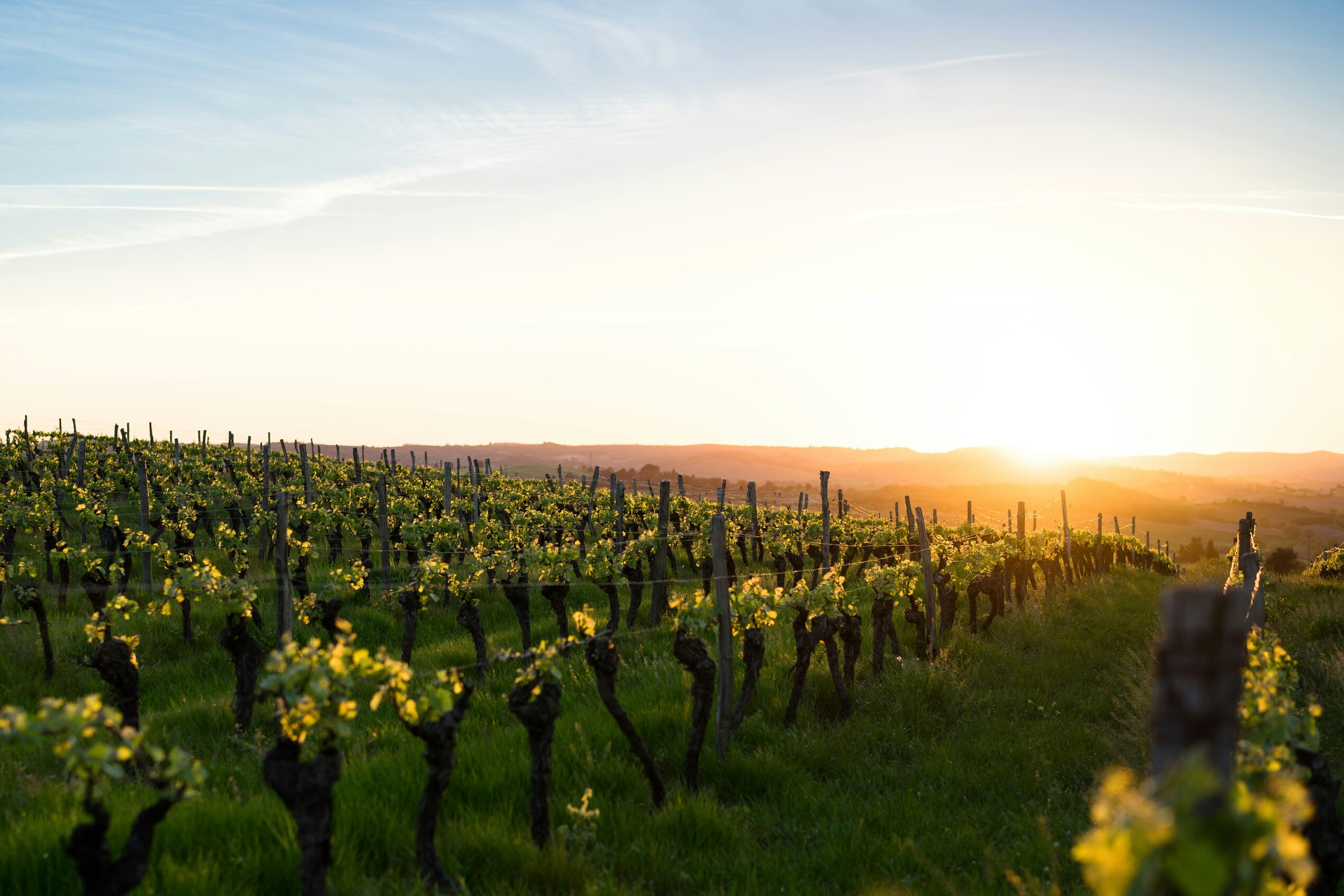 Vigneto al tramonto
